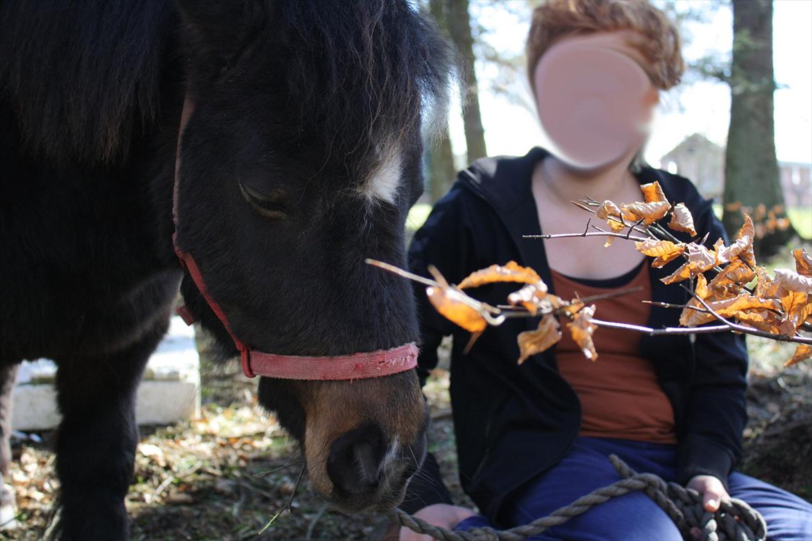 Shetlænder Lucky billede 4