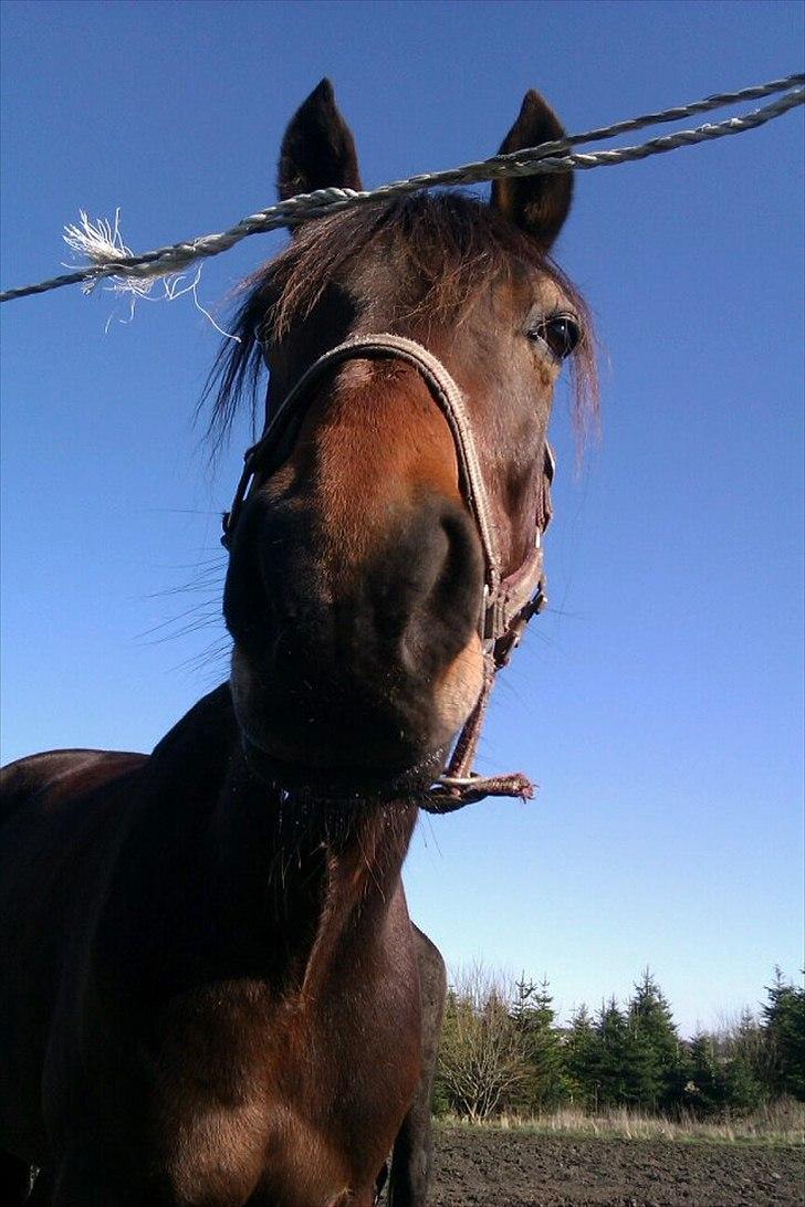 Traver Panic Hanover *guldklumpen* - Velkommen til Panic's profil! <3 billede 2