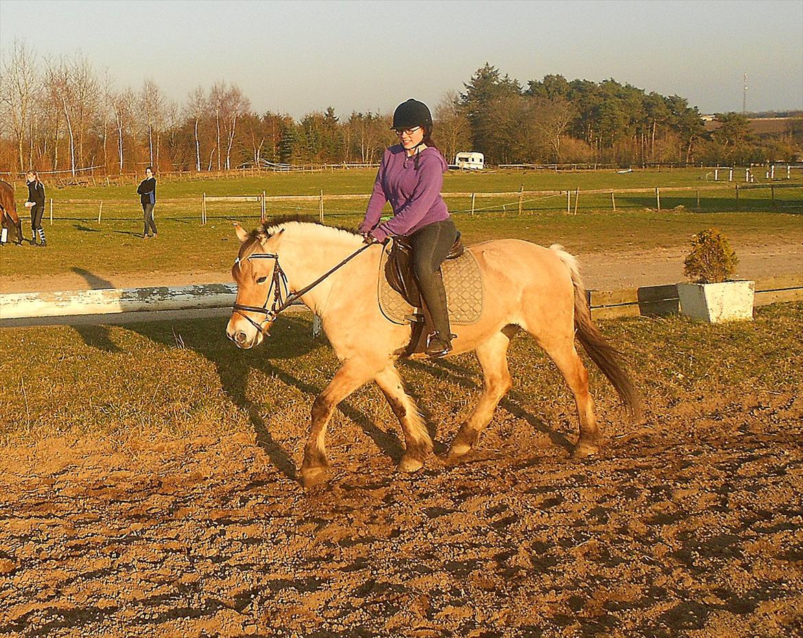 Fjordhest Bessa :-). - træning inden stævne d. 23.03.12 :-D<3. billede 12