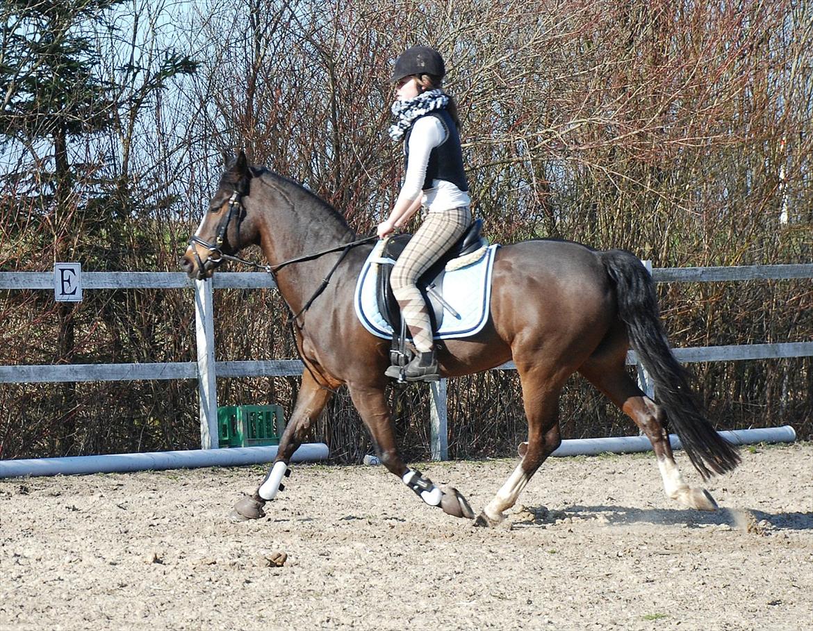 New Forest • Ramses Rocco billede 7