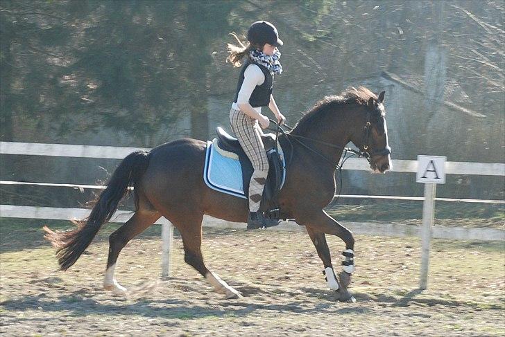 New Forest • Ramses Rocco billede 1