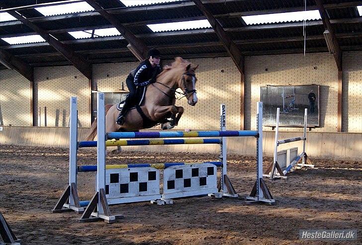 Hollandsk Sportspony Montana billede 1