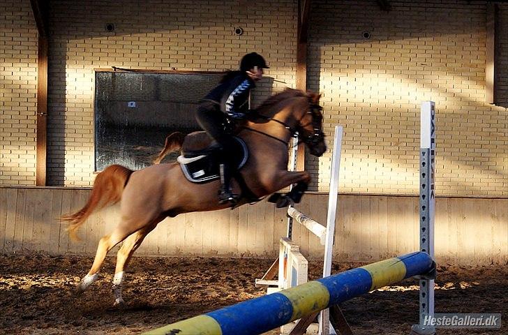 Hollandsk Sportspony Montana billede 2