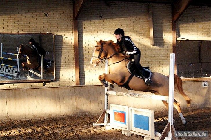 Hollandsk Sportspony Montana billede 3