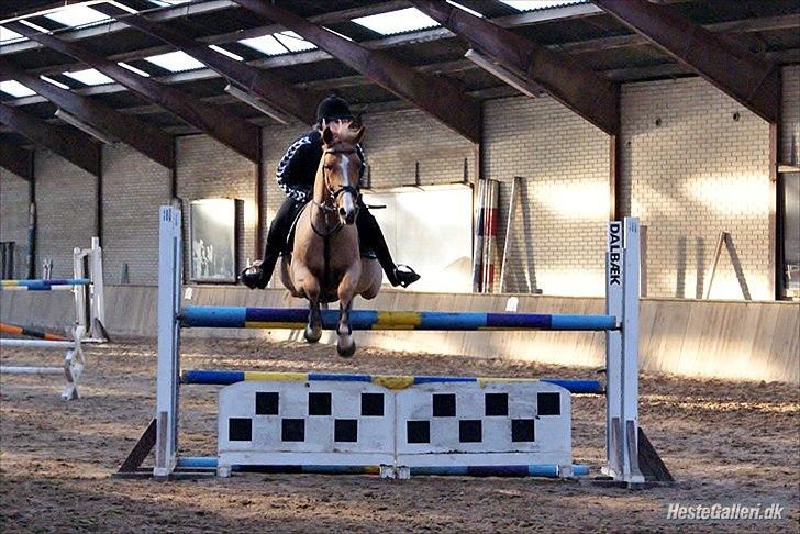 Hollandsk Sportspony Montana billede 4