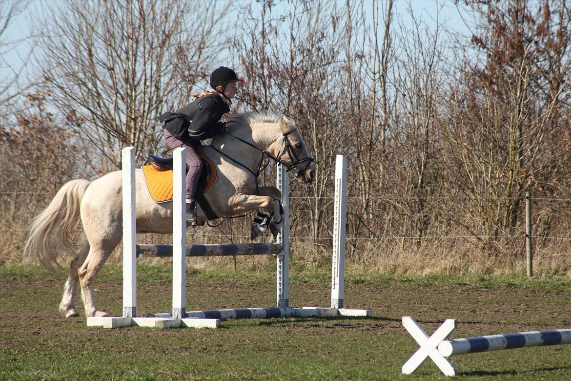 Anden særlig race Jerry. *SOLGT* - ca. 70 cm højt.
D. 24/3 2012 billede 16