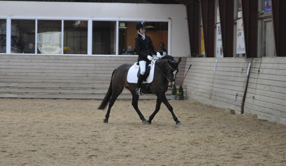 Anden særlig race Birkemosens Jasmin - Jasmin og Jeg til stævne D. 24/3-2012<3
Smukke smukke pony i LC3 :')
Rigtig fint program!!
Tusind tak Lærke for de mange gode billeder!
Foto: Lærke Juul<3 billede 14