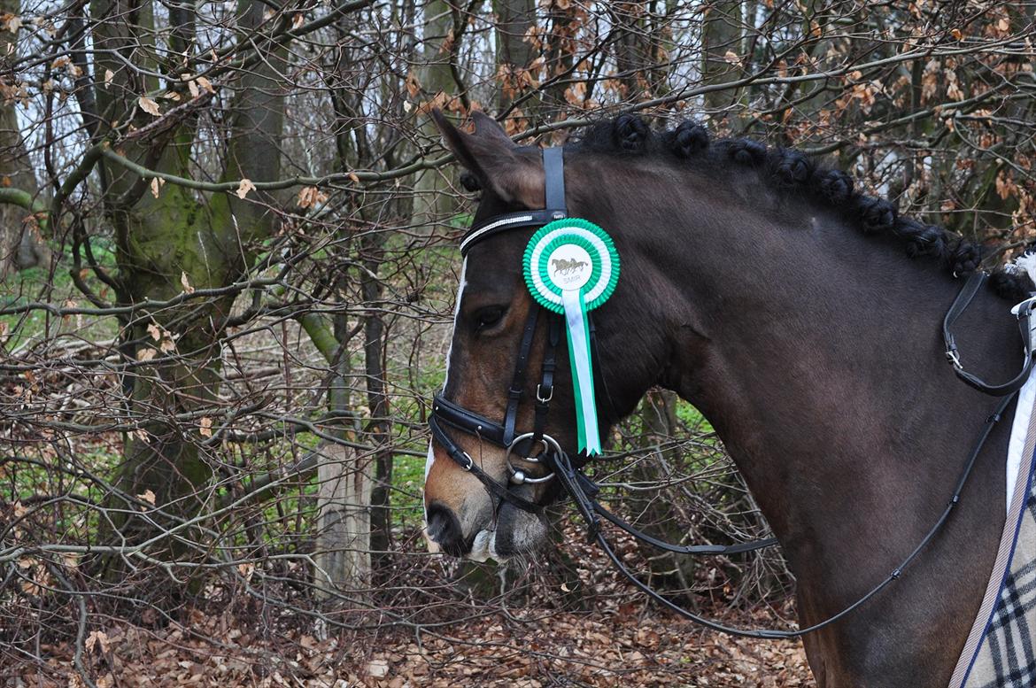 Anden særlig race Birkemosens Jasmin - Min dejlige pony<3 :')
Efter vores virkelige gode program, en LC1<3 Red til 65,83%!!
Foto: Lærke Juul<3 billede 15