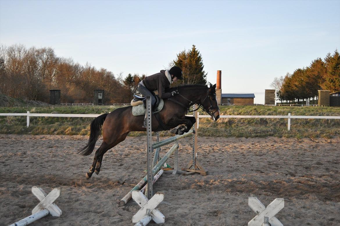Anden særlig race Birkemosens Jasmin - Super ponyen :D<3
Fra første udendørs træning i år!
D. 21/3-2012.
Springet er omkring de 100-110cm<3
Hun har virkelig forbedret sin teknik siden vi startede!<3 
Elsker dig Jasmin<3 :') billede 16