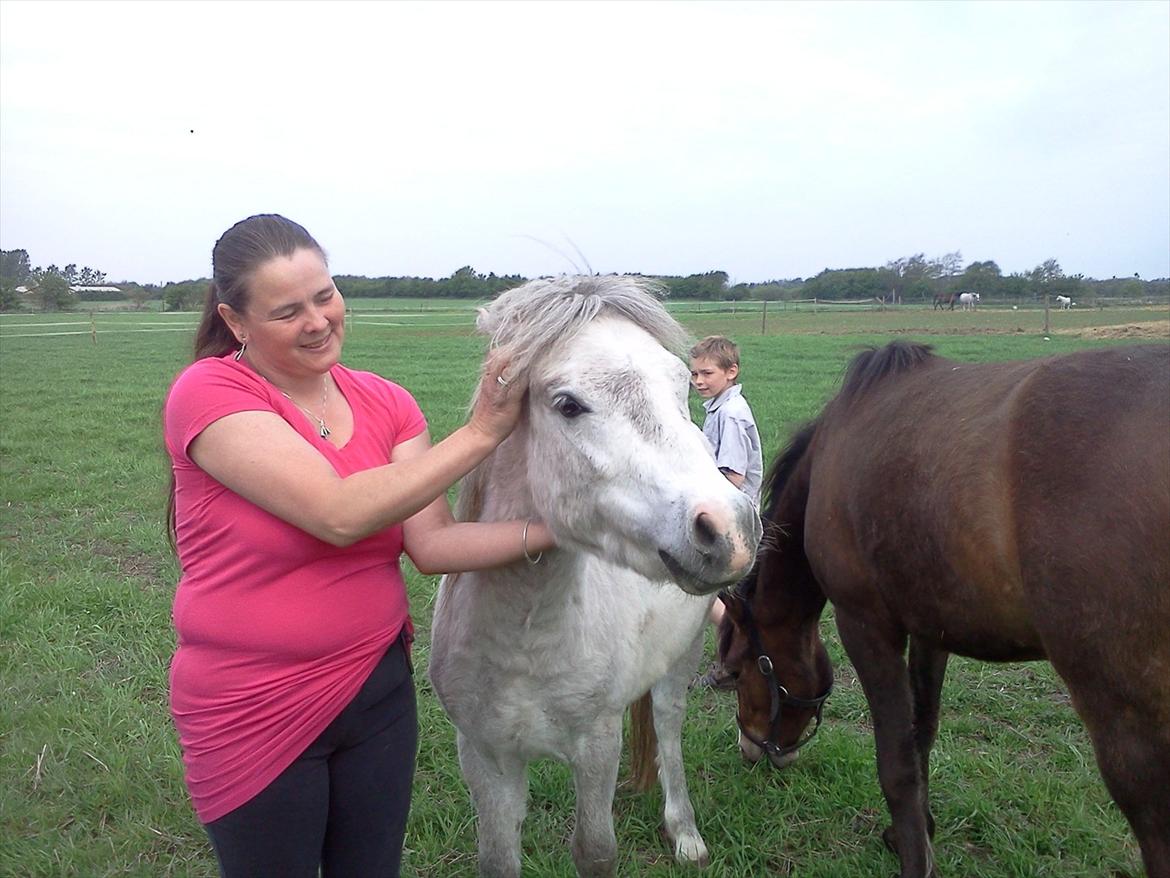 Welsh Pony (sec B) aldina billede 3