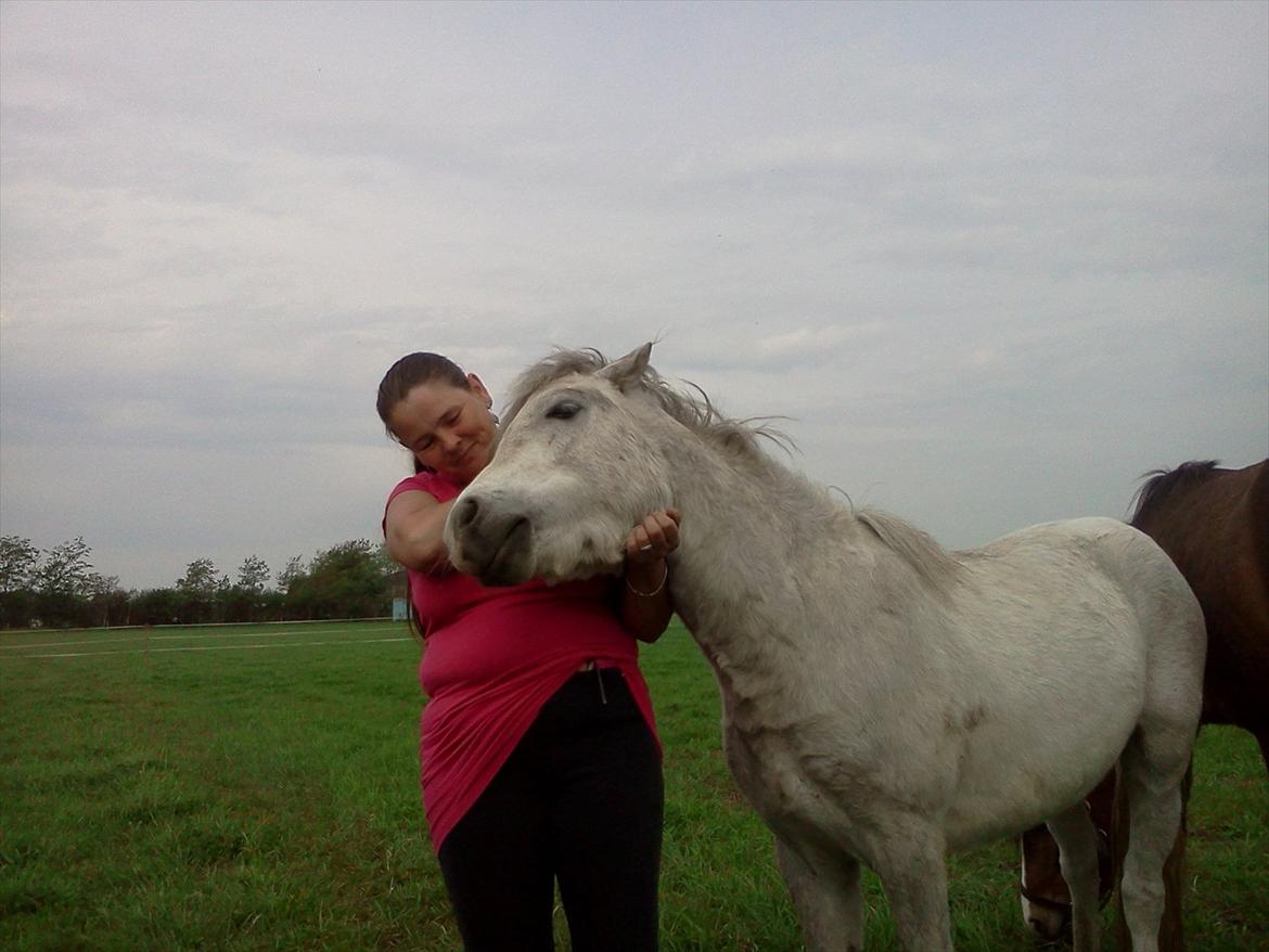 Welsh Pony (sec B) aldina billede 5