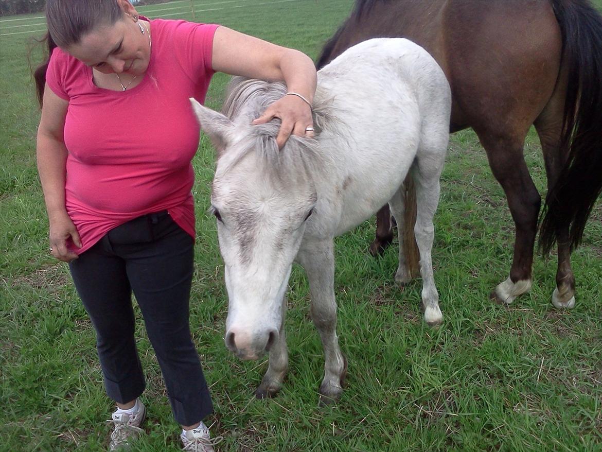 Welsh Pony (sec B) aldina billede 7