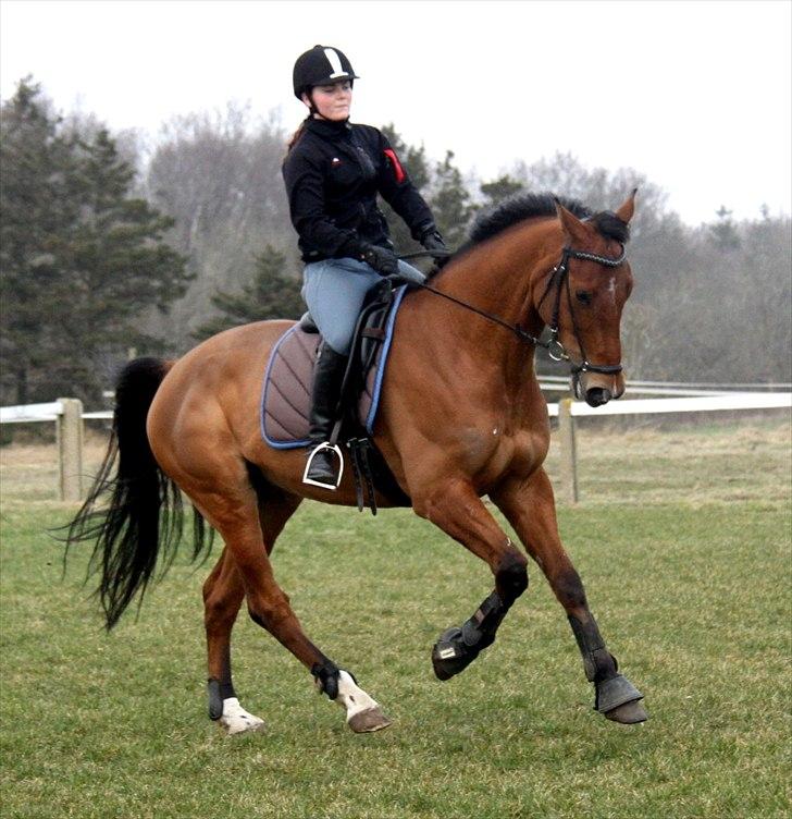 Dansk Varmblod Futura Light - Daglig træning billede 2