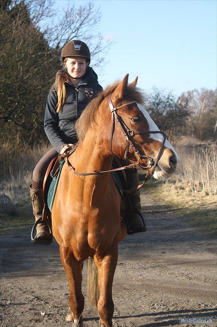 New Forest Bakkens Maltemay *aflivet - Smukke! billede 14