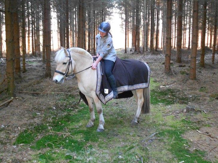 Fjordhest Pepsi Pony - lPeps <3l - 11) Du er fantastisk, kan ikke sætte ord på hvor meget jeg elsker dig <3333 Foto: Emma ;D billede 11