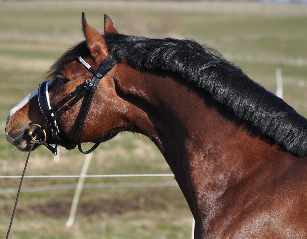 Welsh Cob (sec D) Kirz Vanill Krokodille*solgt* billede 16