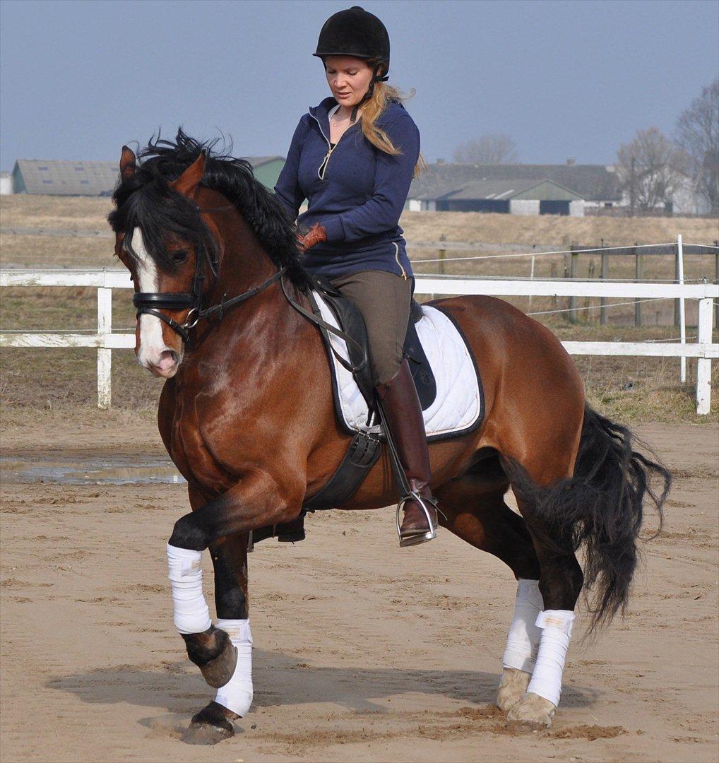 Welsh Cob (sec D) Kirz Vanill Krokodille*solgt* billede 17