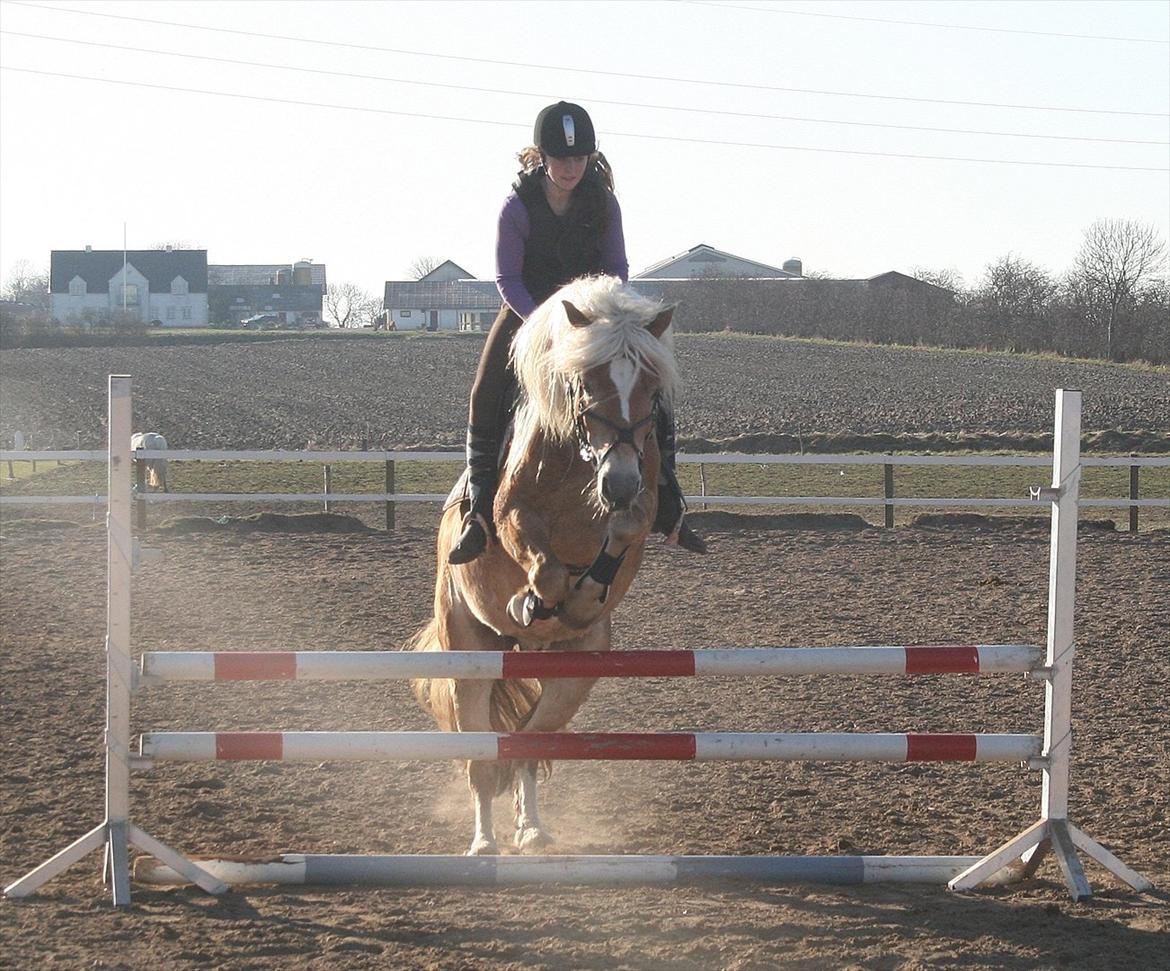 Haflinger Sandy van de Lohöfte (Balder) - Over 85 cm, Altid den bedste! billede 17