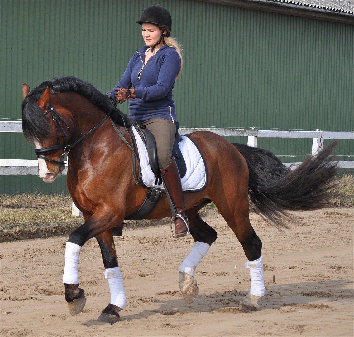 Welsh Cob (sec D) Kirz Vanill Krokodille*solgt* billede 18