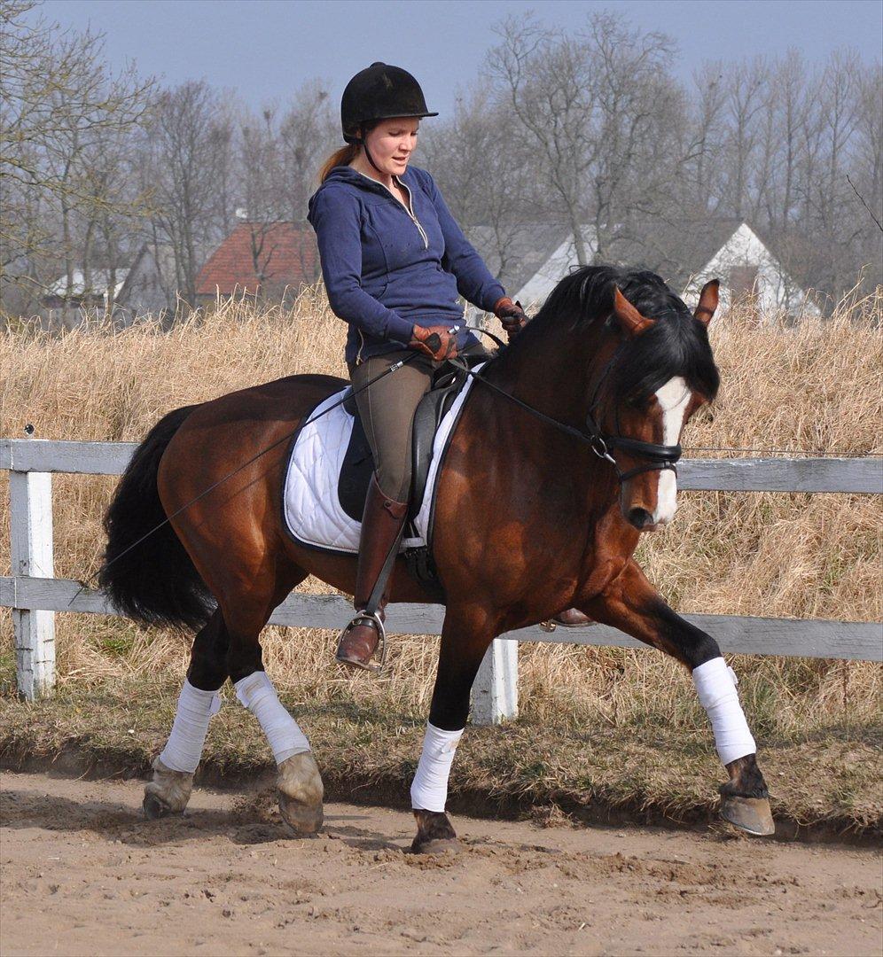 Welsh Cob (sec D) Kirz Vanill Krokodille*solgt* billede 19