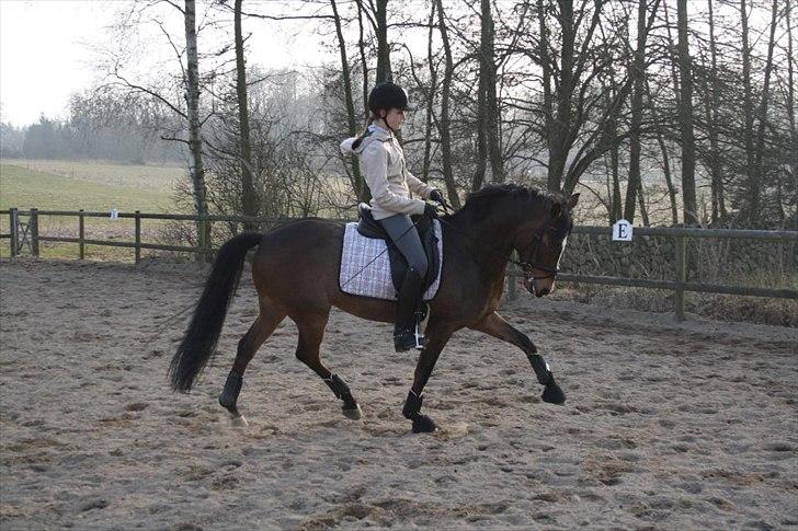 Anden særlig race Dream step *A- PONY!* billede 3