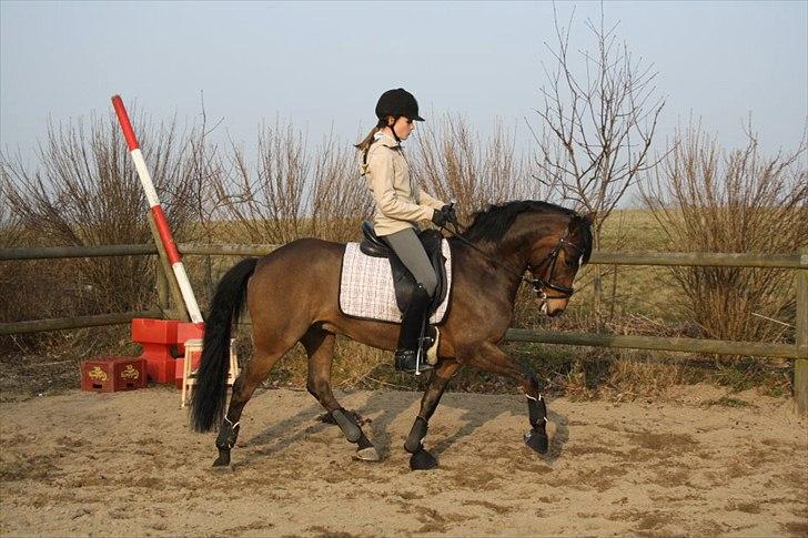 Anden særlig race Dream step *A- PONY!* billede 14