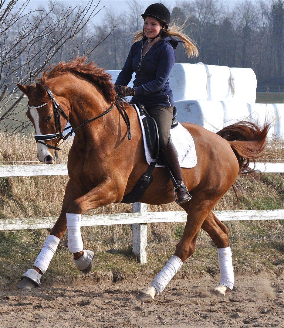 Hollandsk Varmblod Clemens ST. billede 13
