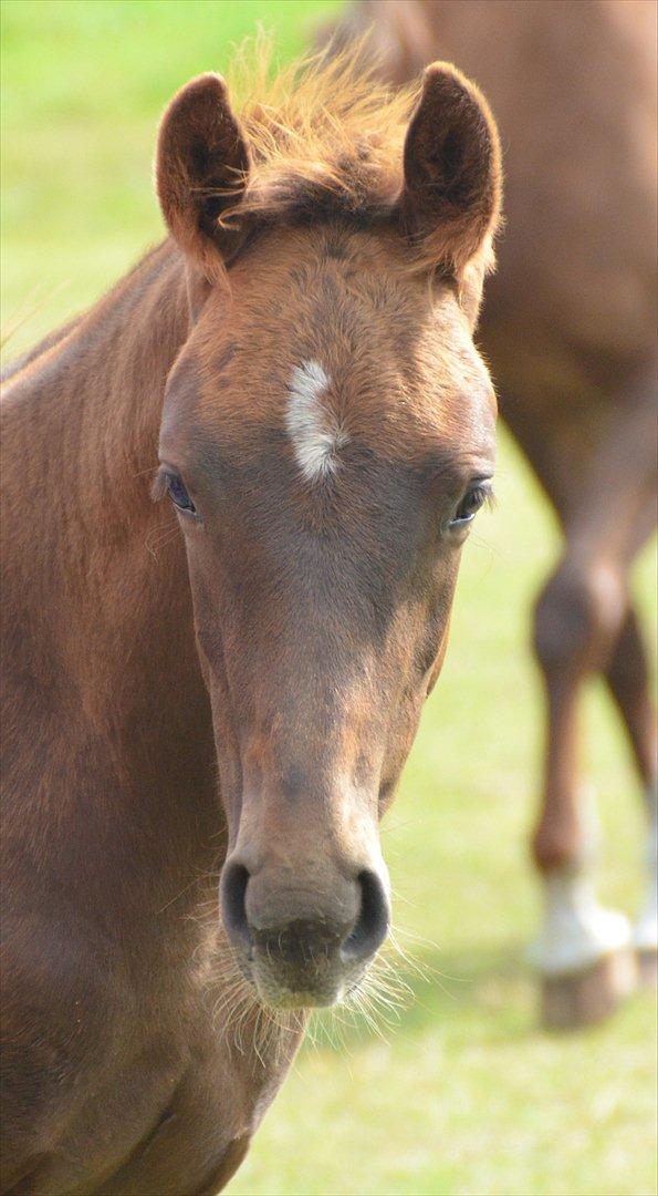 Dansk Varmblod Lw Champ billede 9