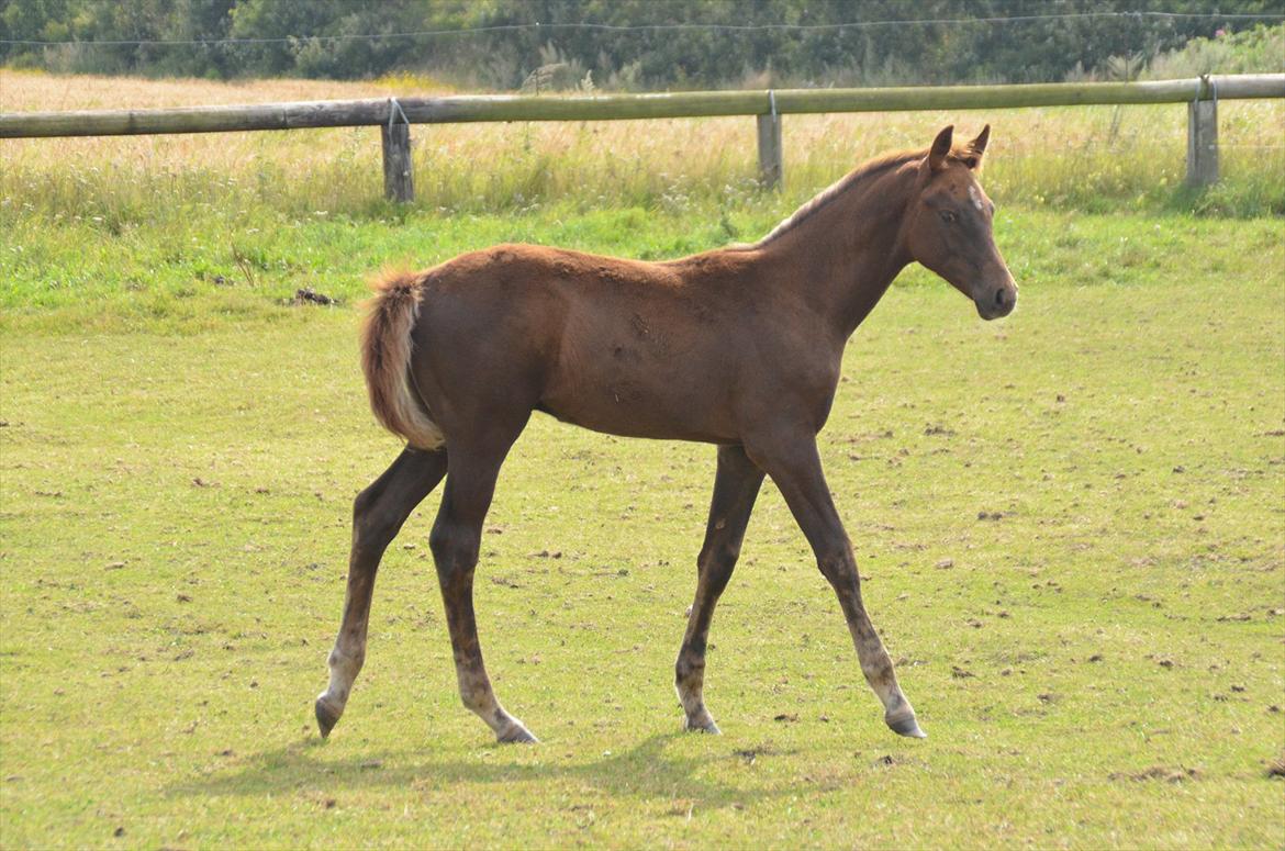 Dansk Varmblod Lw Champ billede 10