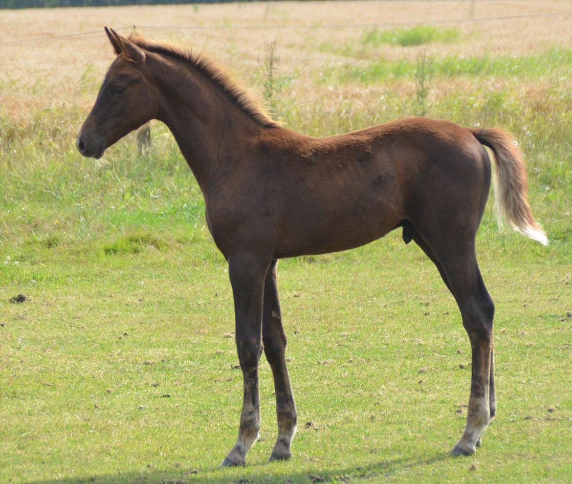 Dansk Varmblod Lw Champ billede 2