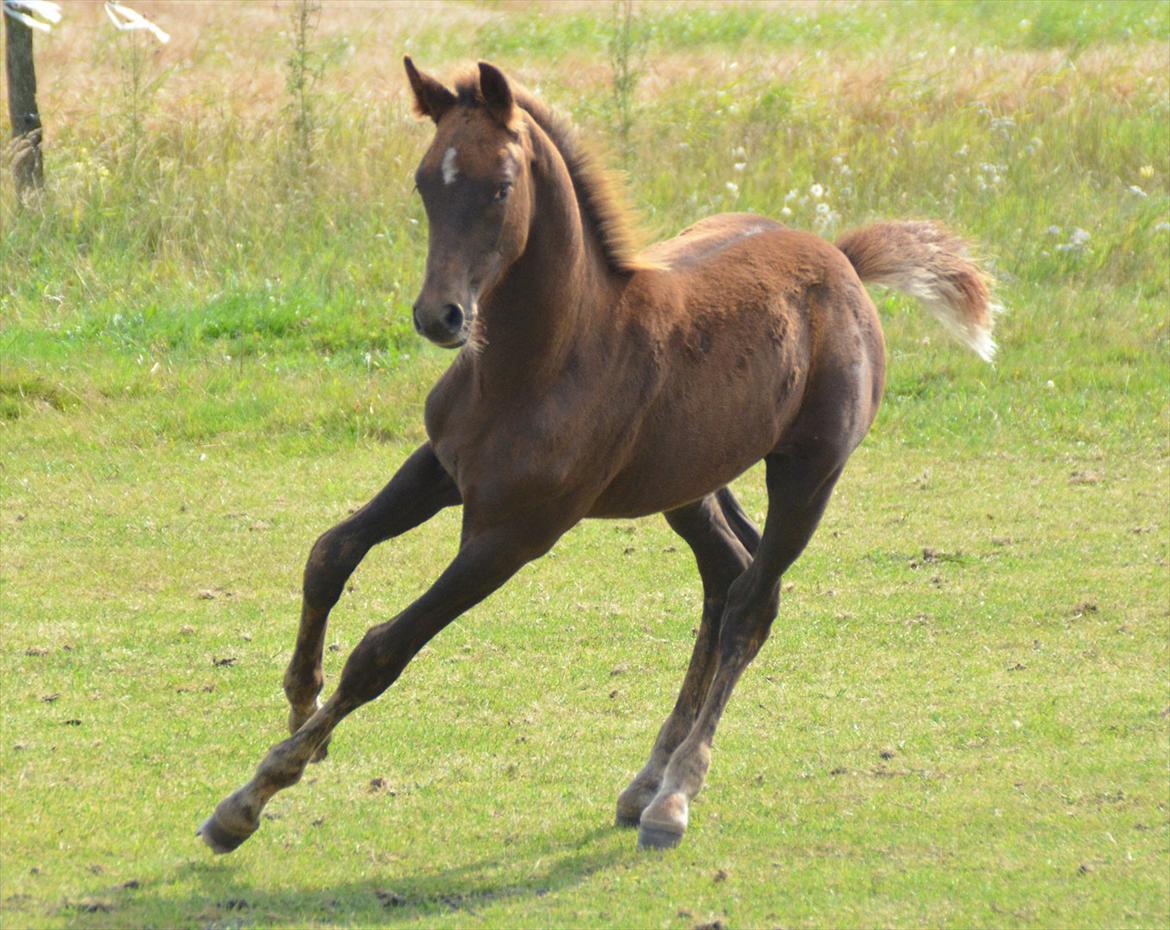 Dansk Varmblod Lw Champ billede 11