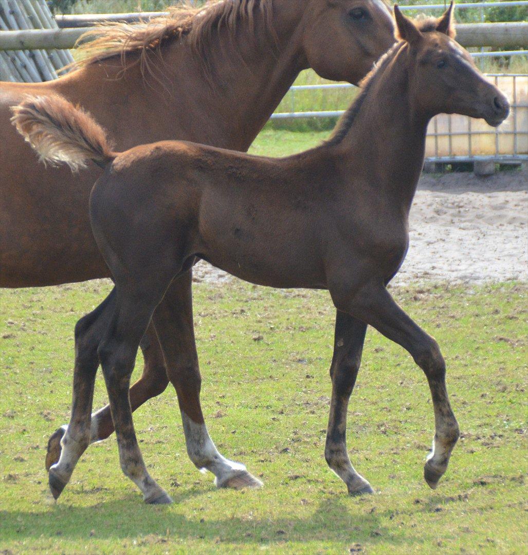 Dansk Varmblod Lw Champ billede 5