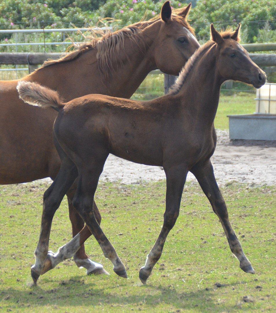 Dansk Varmblod Lw Champ billede 12