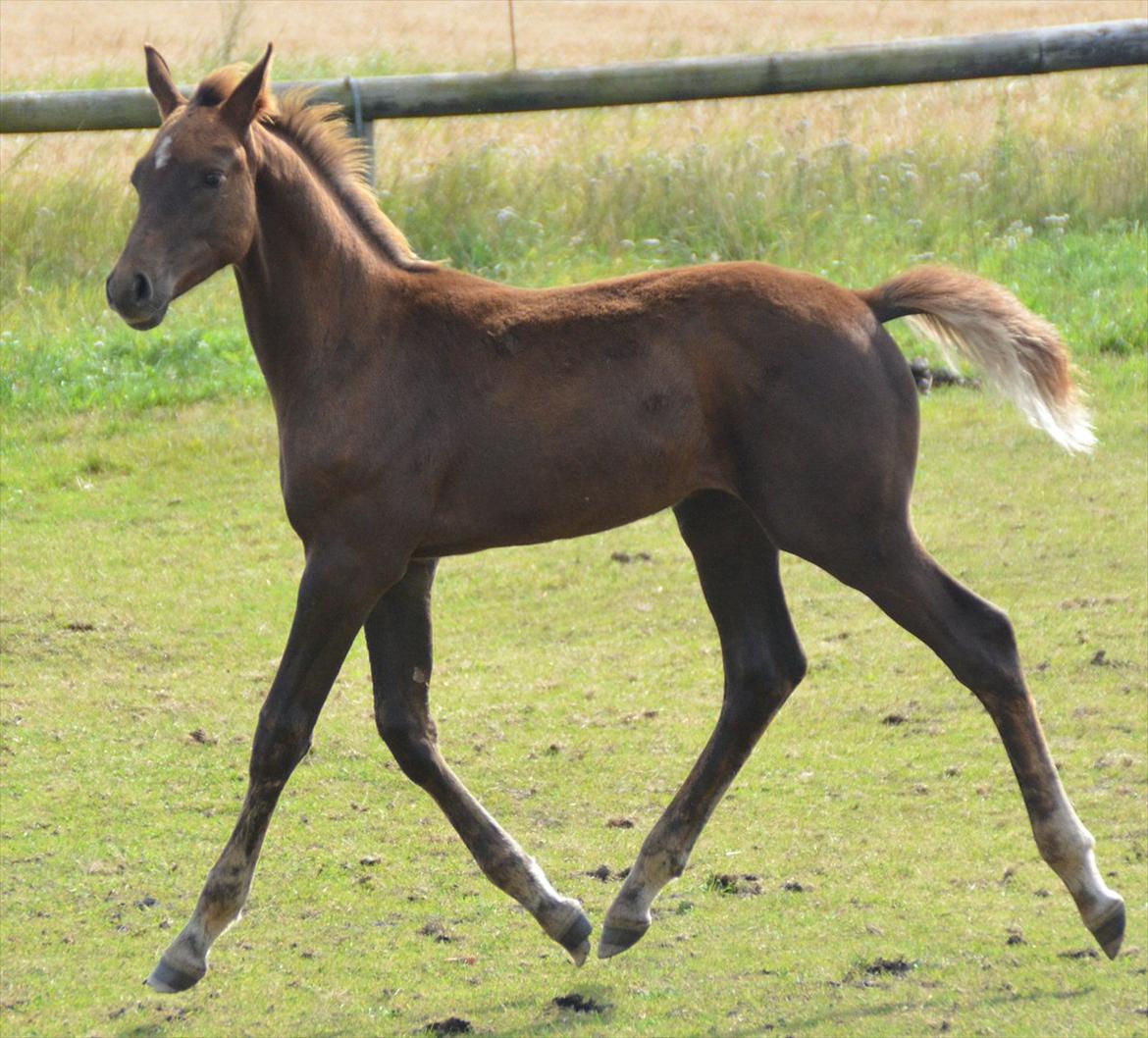 Dansk Varmblod Lw Champ billede 13