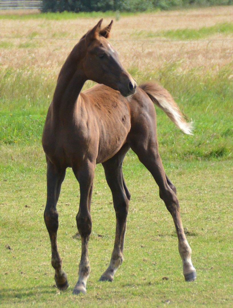 Dansk Varmblod Lw Champ billede 7