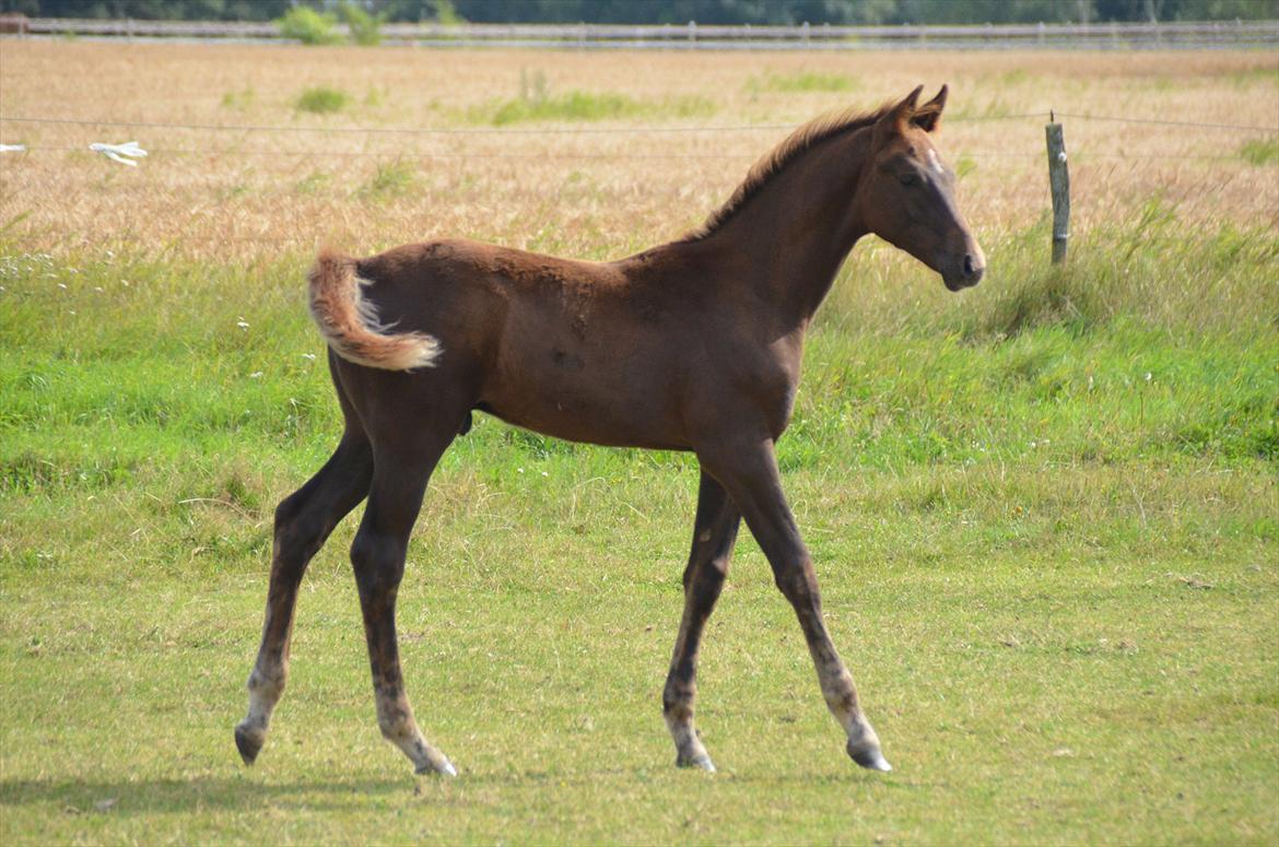 Dansk Varmblod Lw Champ billede 15