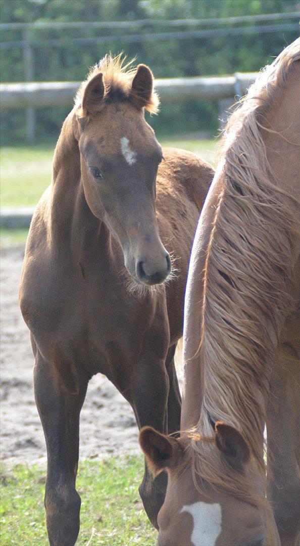 Dansk Varmblod Lw Champ billede 16