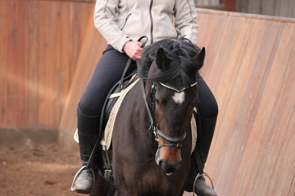 Dansk Varmblod remember me by friis billede 5