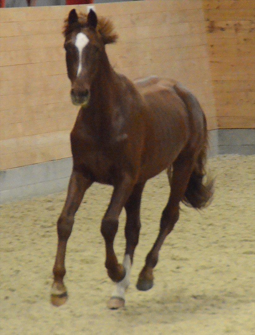 Dansk Varmblod Crelando billede 8