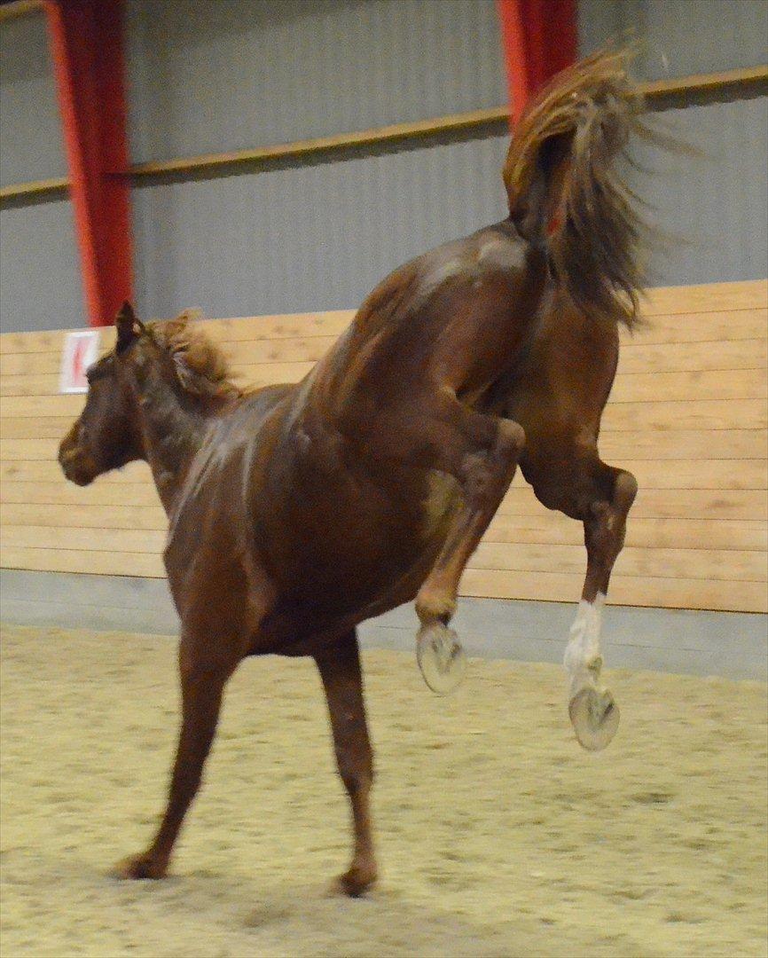 Dansk Varmblod Crelando billede 9