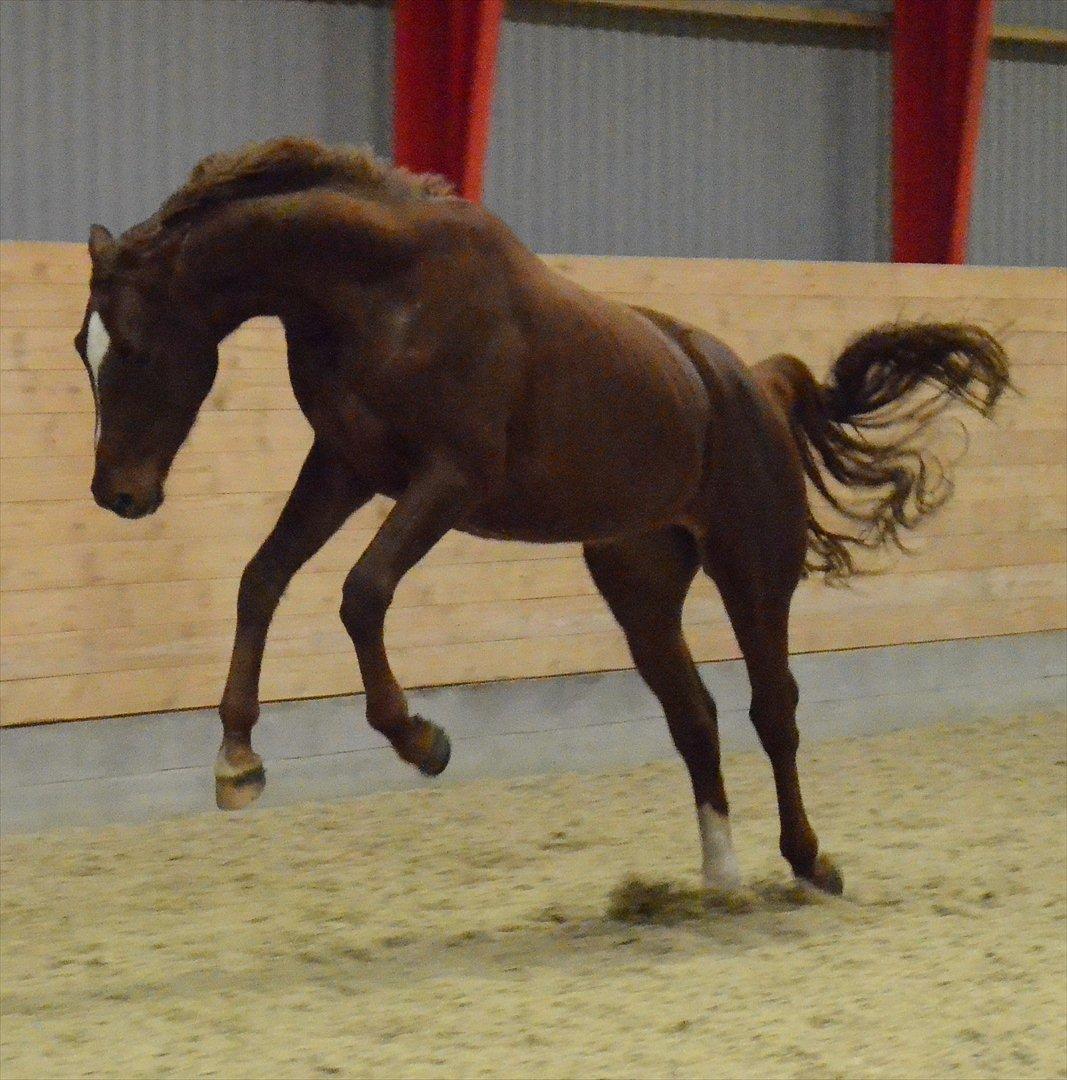 Dansk Varmblod Crelando billede 10