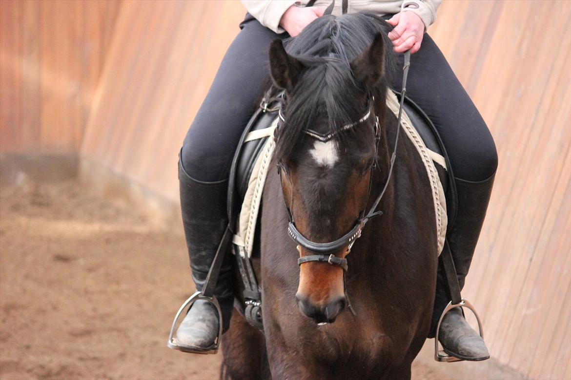 Dansk Varmblod remember me by friis billede 6