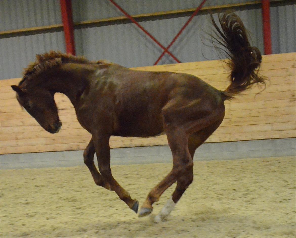 Dansk Varmblod Crelando billede 11