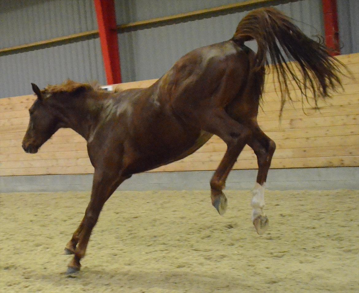 Dansk Varmblod Crelando billede 12