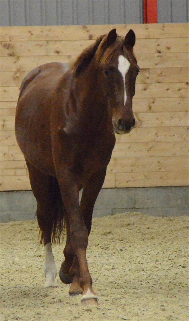 Dansk Varmblod Crelando billede 6