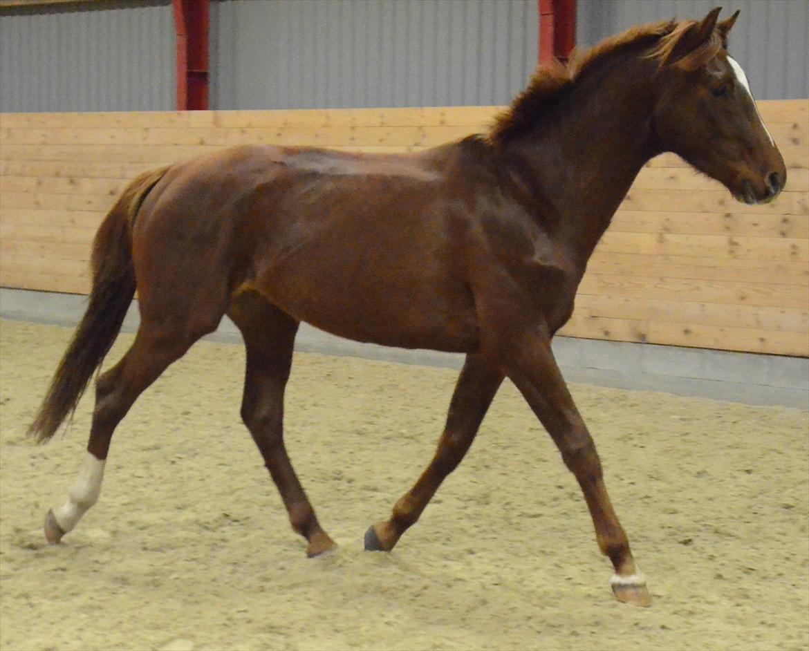 Dansk Varmblod Crelando billede 13