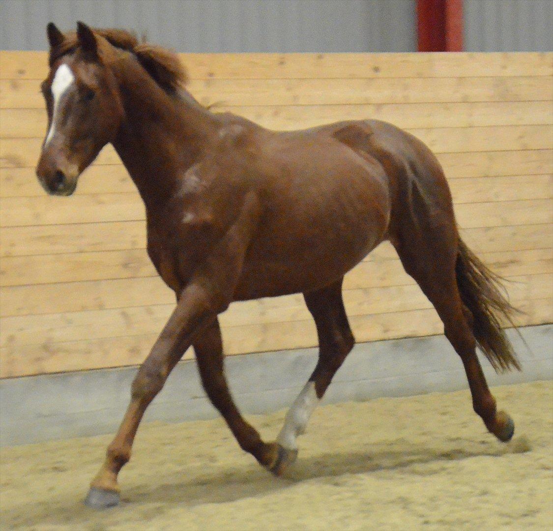 Dansk Varmblod Crelando billede 4