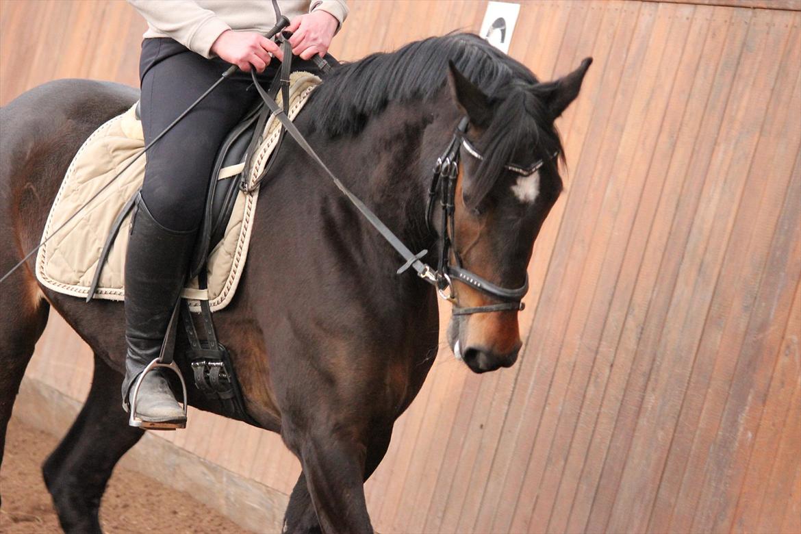 Dansk Varmblod remember me by friis billede 7