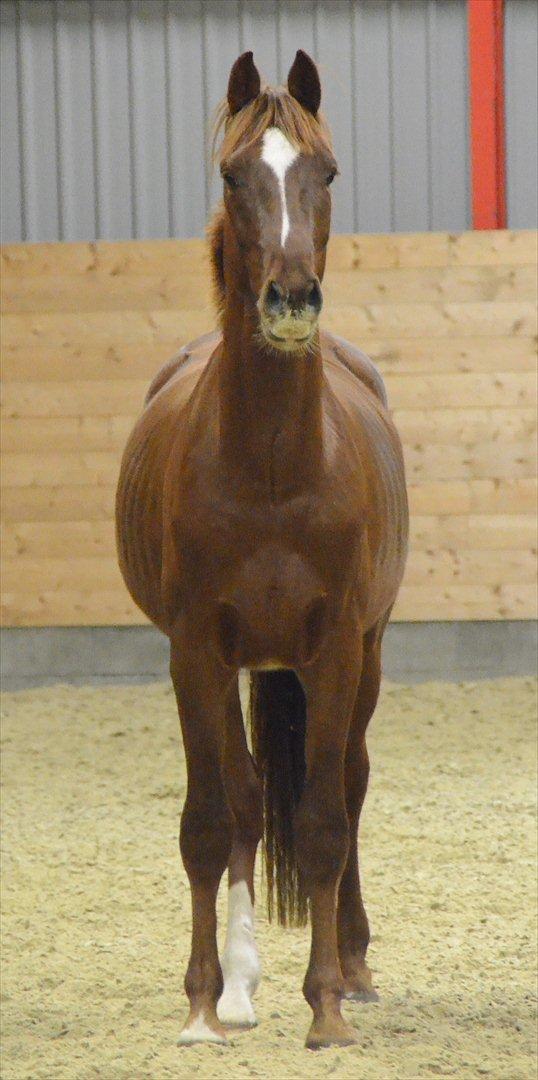 Dansk Varmblod Crelando billede 2