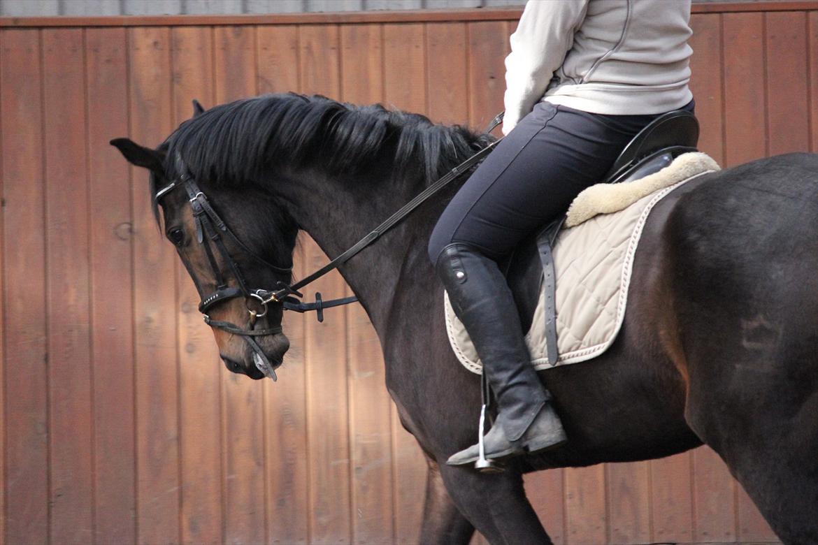 Dansk Varmblod remember me by friis billede 8